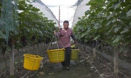 中源果农最新爆料,揭秘水果产业的秘密与挑战